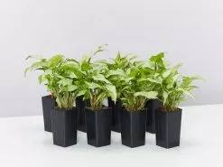 Syngonium Silver Pearl