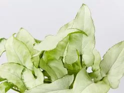 Syngonium Silver Pearl -Plants in a Box Sales Shop SyngoniumSilverPearl detail fce034cd 1f1e 4bb7 8015 c6790f84a49e