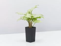 Syngonium Silver Pearl -Plants in a Box Sales Shop SyngoniumSilverPearl single accde013 c949 49b7 97c5 e8d63d67dddc