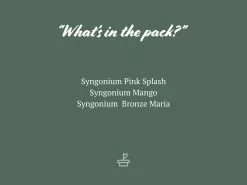 Syngonium Mixed Pack - 85mm 19 Syngonium Mixed Pack - 85mm -Plants in a Box Sales Shop Syngoniummixed85mm