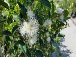 Syzygium Select - Lilly Pilly Screening Pack -Plants in a Box Sales Shop Syzygium Select Form 2 92149bea d88a 40d5 a861 2125748c8856