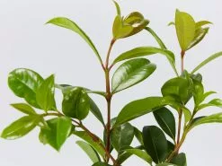 Syzygium Resilience Lilly Pilly Hedging Pack - Best Seller -Plants in a Box Sales Shop SyzygiumResilience detail aa4a4f92 a70b 41b0 9c2c 2456009d95b7
