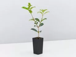 Syzygium Resilience Lilly Pilly Hedging Pack - Best Seller -Plants in a Box Sales Shop SyzygiumResilience single 5ee2d4a1 5431 486f 8677 b5ecb6820e25