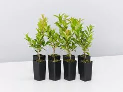 Syzygium Select - Lilly Pilly Screening Pack -Plants in a Box Sales Shop SyzygiumSelect 8 plants 0676e9ab 6e86 44ee b34b b10802868328
