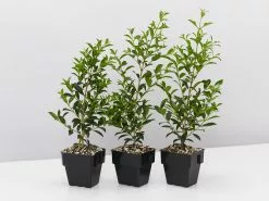 Syzygium Resilience Lilly Pilly Hedging Pack - Best Seller -Plants in a Box Sales Shop SyzygiumSelect 8plants c9359c45 92d2 4771 91d9 fdd3e7ceb279