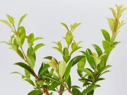 Syzygium Select - Lilly Pilly Screening Pack -Plants in a Box Sales Shop SyzygiumSelect detail ba5105be 9732 4c4f ad34 27ad0695be4a