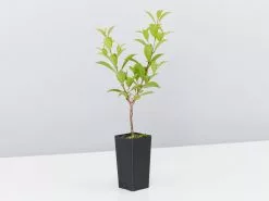 Australian Native Rainforest Mixed Pack 11 Australian Native Rainforest Mixed Pack -Plants in a Box Sales Shop SyzygiumSelect single de0ef8fc 7273 45b0 a119 43750b1a2394