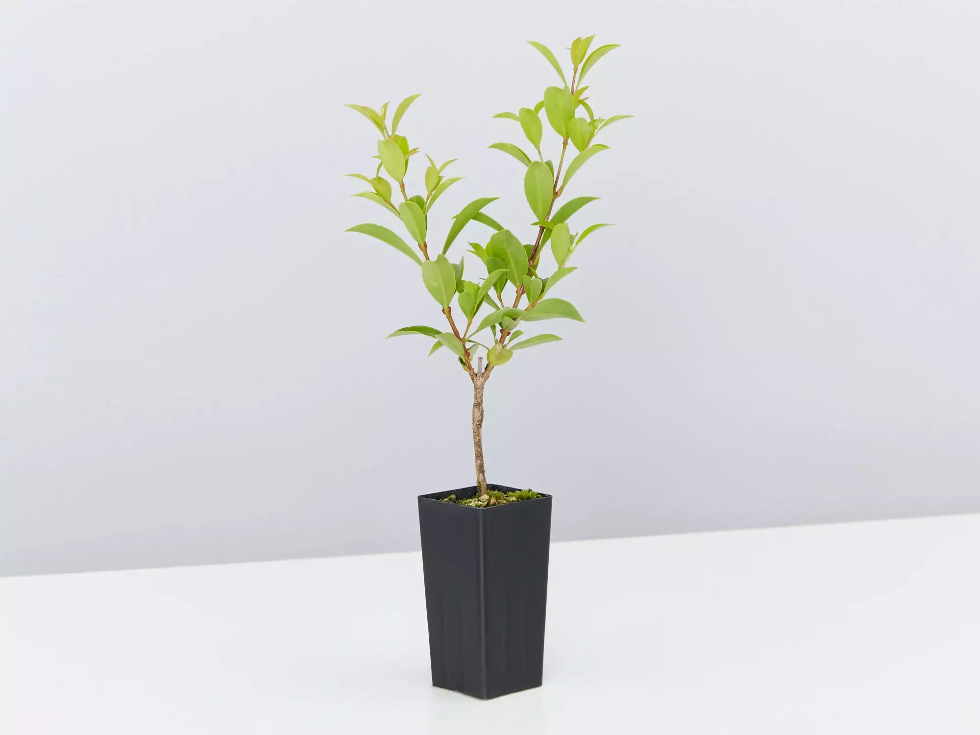 Australian Native Rainforest Mixed Pack 6 Australian Native Rainforest Mixed Pack - Image 4