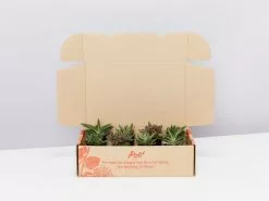Mystery Succulent Box -Plants in a Box Sales Shop TL Suculant group 19
