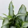 Tradescantia Spathacea Silver 85mm -Plants in a Box Sales Shop TRADESCVAN TIA SPATHACEA SILVER Detail 8c556736 2c86 44c0 bcac 944ec9aac3c6