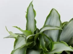 Tradescantia Spathacea Silver 85mm