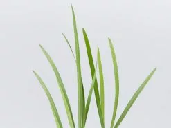 Tulbaghia Violacea -Plants in a Box Sales Shop TULBAGHIA VIOLACEA Detail 66ae9916 f309 4bad 8622 79452cdb9474