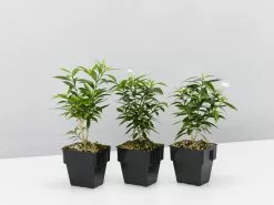 Tabernaemontana Corymbosa - Larger Plants