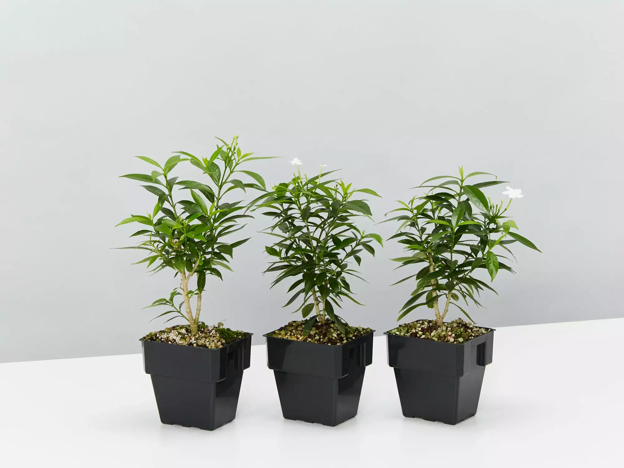 Tabernaemontana Corymbosa 5 Tabernaemontana Corymbosa - Image 3