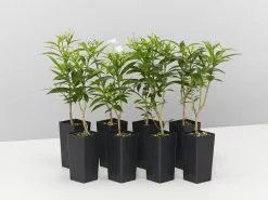 Tabernaemontana Corymbosa