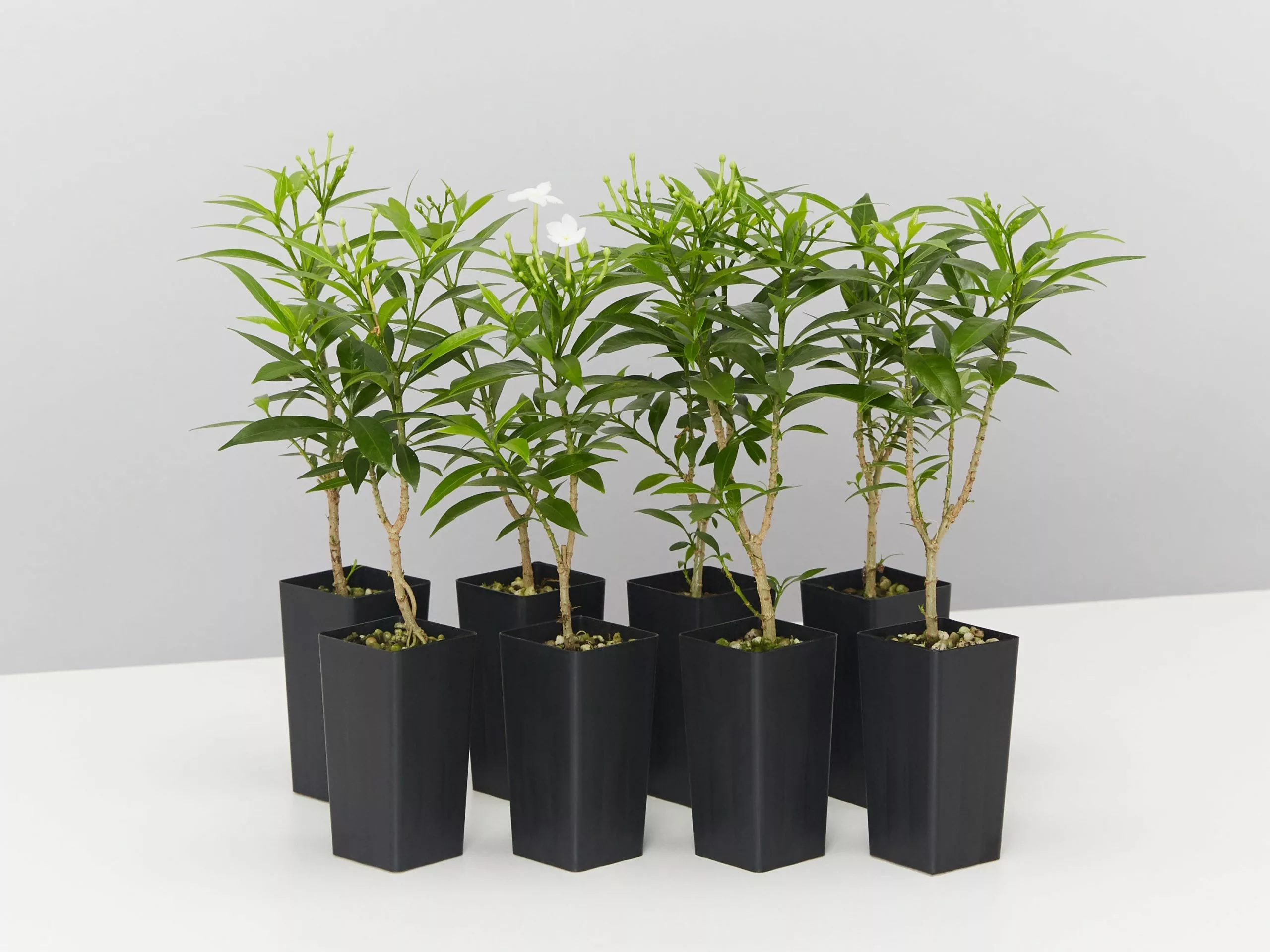 Tabernaemontana Corymbosa 3 Tabernaemontana Corymbosa