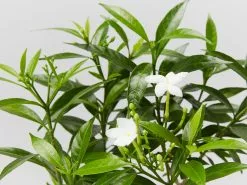 Tabernaemontana Corymbosa 15 Tabernaemontana Corymbosa -Plants in a Box Sales Shop TabernaemontanaCorymbosa detail 16abc781 9a43 4ac4 9e7d 2f88c810d420