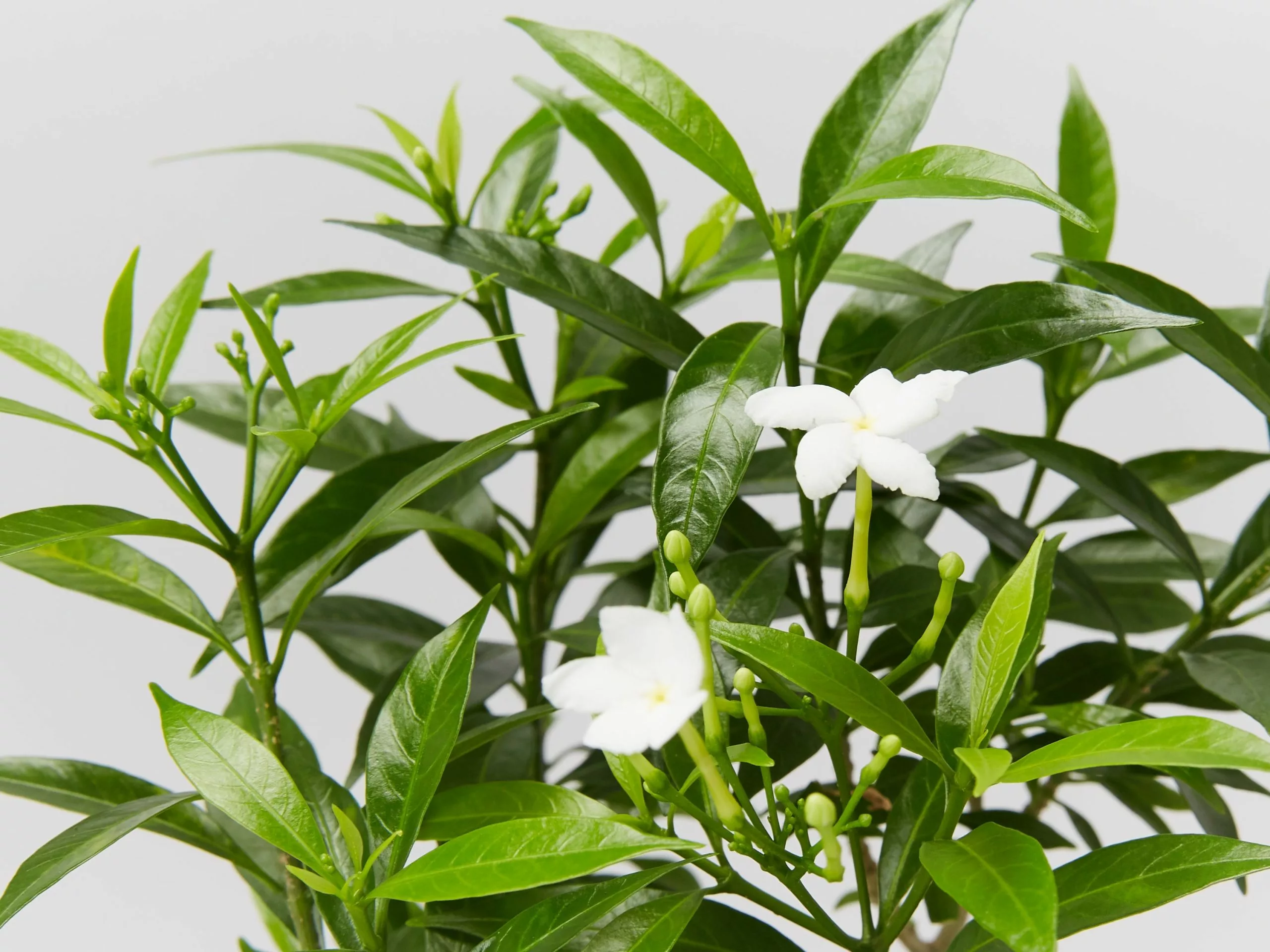 Tabernaemontana Corymbosa 9 Tabernaemontana Corymbosa - Image 7