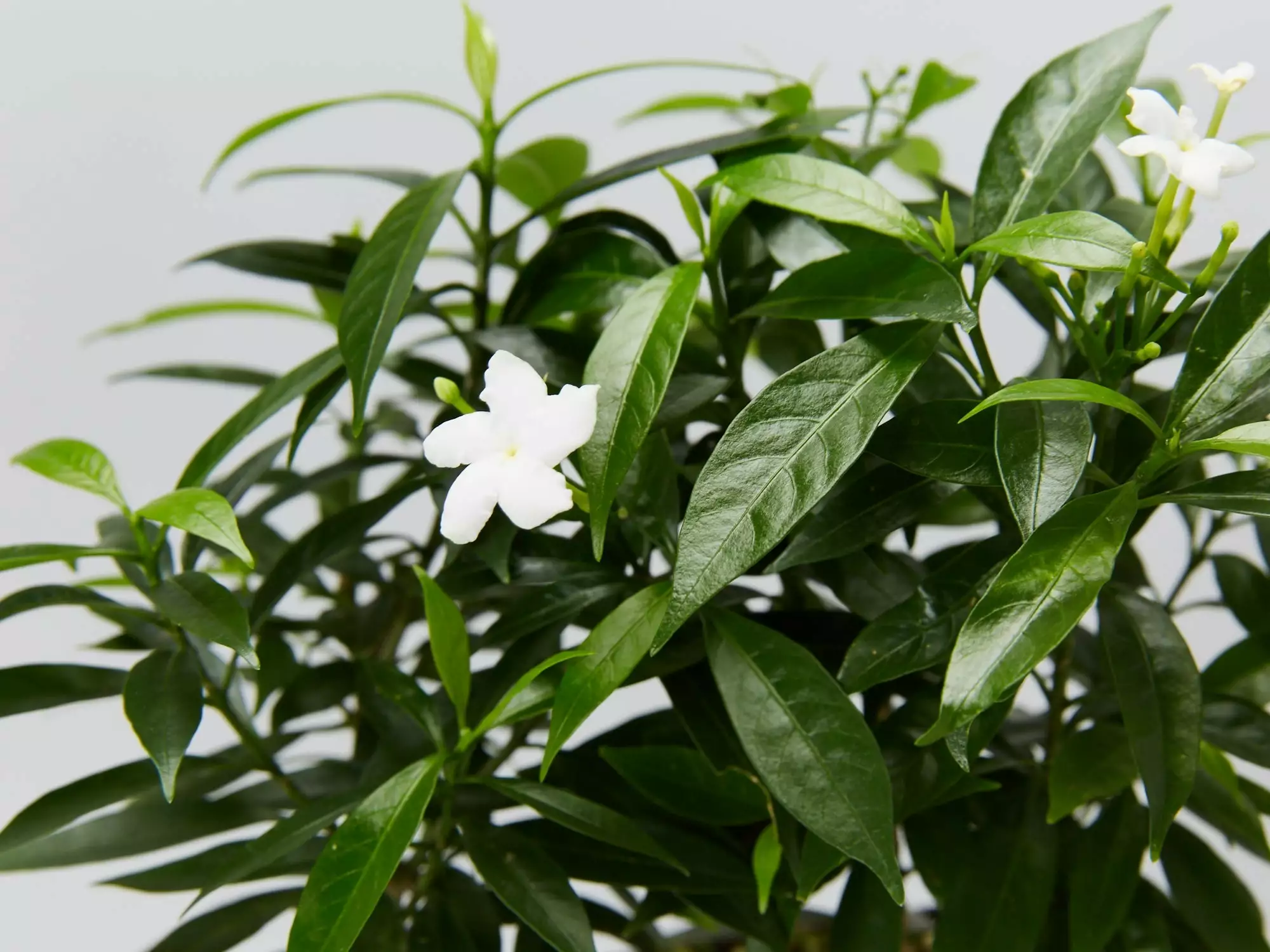 Tabernaemontana Corymbosa 4 Tabernaemontana Corymbosa - Image 2