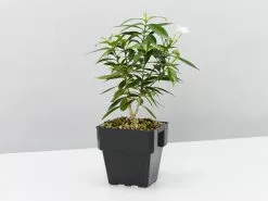 Tabernaemontana Corymbosa 13 Tabernaemontana Corymbosa -Plants in a Box Sales Shop TabernaemontanaCorymbosa single 53ab3402 1a54 46de 8f2e 57dc98c7670c