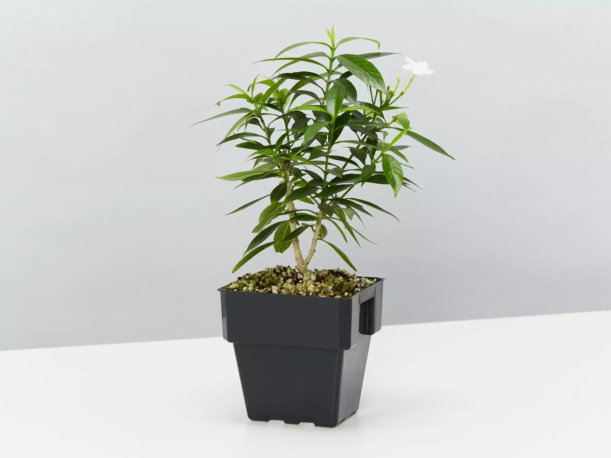 Tabernaemontana Corymbosa 7 Tabernaemontana Corymbosa - Image 5