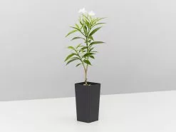 Tabernaemontana Corymbosa 12 Tabernaemontana Corymbosa -Plants in a Box Sales Shop TabernaemontanaCorymbosa single aff9601a 5957 4a1a 976c 0cd9786df264