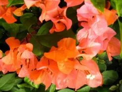 Bougainvillea Tango