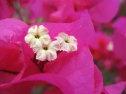 Bougainvillea Temple Fire - 85mm -Plants in a Box Sales Shop Temple Fire 2 f7886ef8 68ab 41dc 8a88 eab50065dd2c