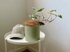 Potted Houseplant Varieties - In Sage Vessel -Plants in a Box Sales Shop Tezza 2218