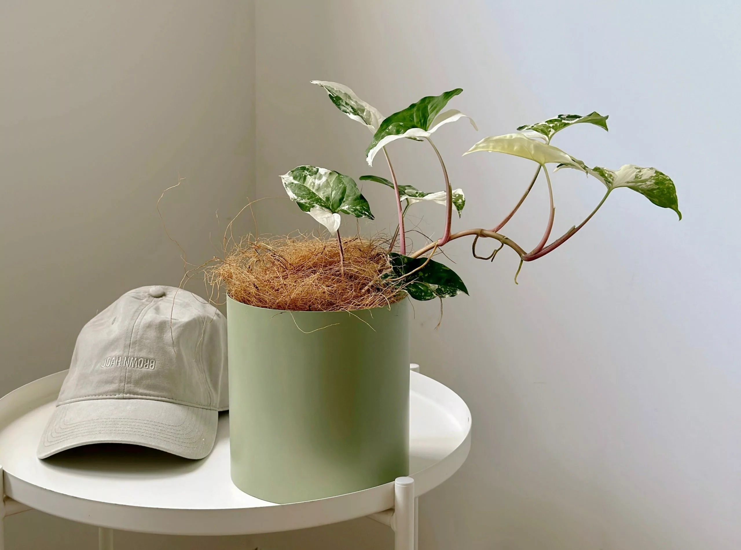 Potted Syngonium Fantasy - In Sage Vessel 4 Potted Syngonium Fantasy - In Sage Vessel - Image 2