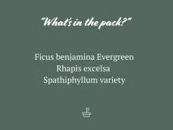 The Office Plants - Larger Size -Plants in a Box Sales Shop TheOfficePack 85mm 3