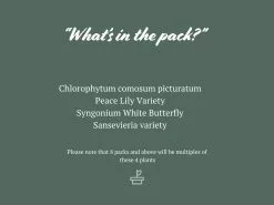 The Plant Killers Houseplant Pack 13 The Plant Killers Houseplant Pack -Plants in a Box Sales Shop ThePlantKillersPack 5