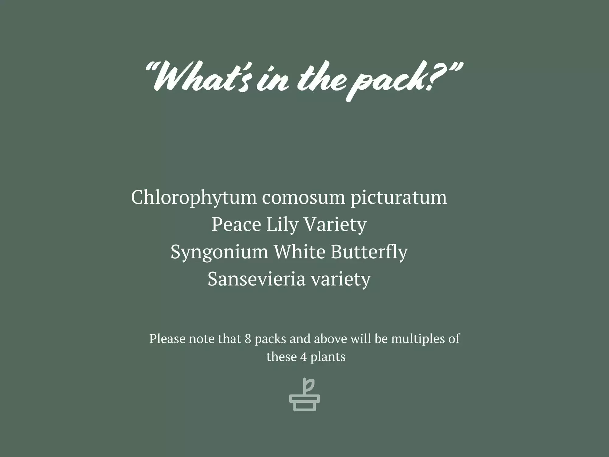 The Plant Killers Houseplant Pack 8 The Plant Killers Houseplant Pack - Image 6