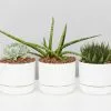 Succulent Planter In LECA Set 2 Succulent Planter In LECA Set -Plants in a Box Sales Shop TheSucculentGiftBoxMrKitlyPootPlantLecca 1