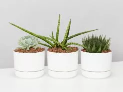 Succulent Planter In LECA Set
