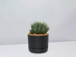 Succulent Planter In LECA Set -Plants in a Box Sales Shop TheSucculentPlanter BlackPot