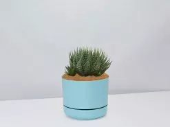 Succulent Planter In LECA Set -Plants in a Box Sales Shop TheSucculentPlanter BluePot