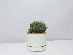 Succulent Planter In LECA Set -Plants in a Box Sales Shop TheSucculentPlanter FogPot
