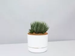 Succulent Planter In LECA Set -Plants in a Box Sales Shop TheSucculentPlanter WhitePot