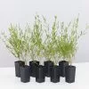 Thryptomene Saxicola F.C. Payne -Plants in a Box Sales Shop ThryptomeneFCPayne 8plants d2f7d6b3 90c6 4db1 a832 0020c875a994