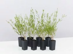 Thryptomene Saxicola F.C. Payne