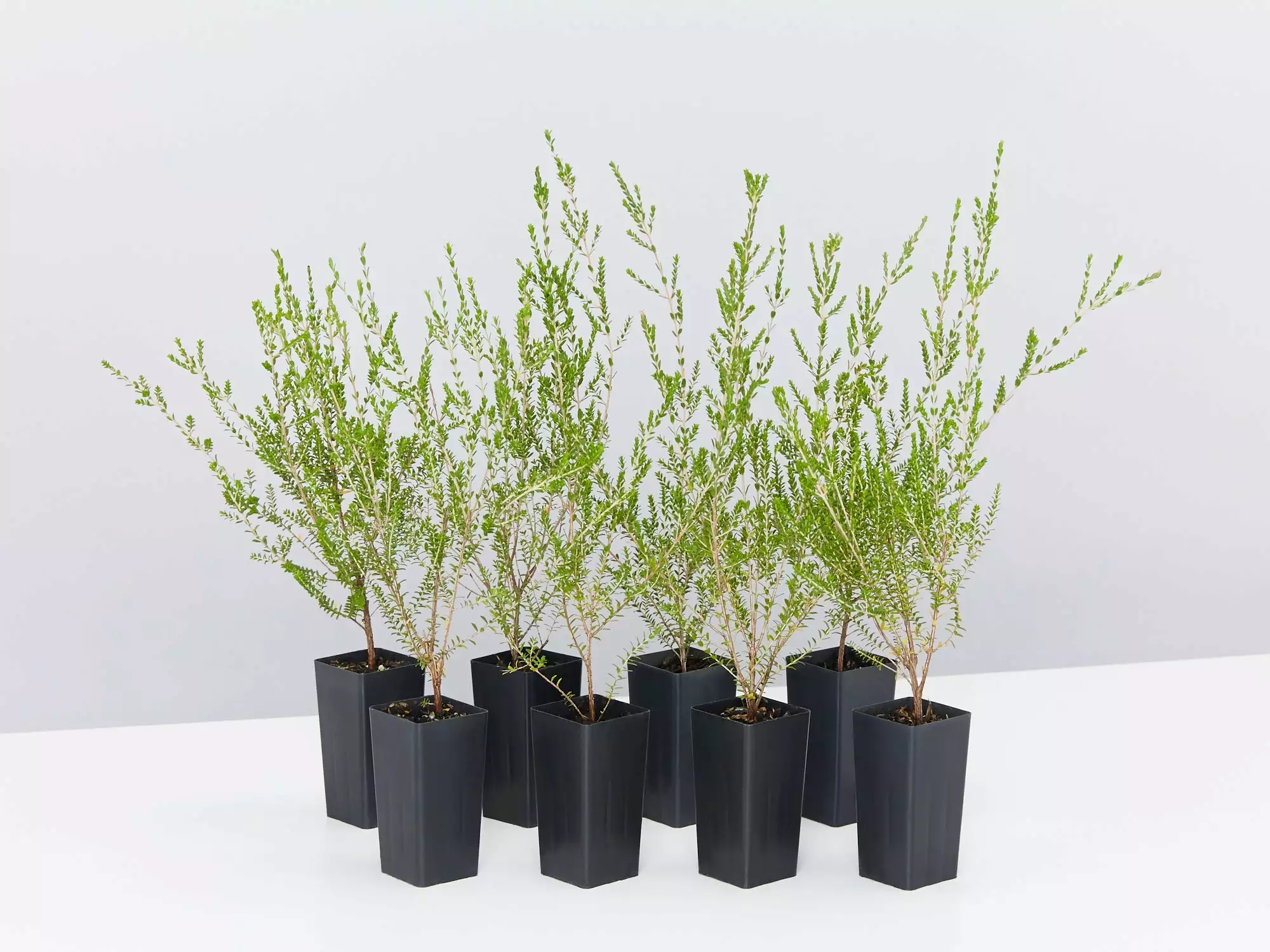 Thryptomene Saxicola F.C. Payne 3 Thryptomene Saxicola F.C. Payne