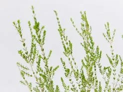 Thryptomene Saxicola F.C. Payne 14 Thryptomene Saxicola F.C. Payne -Plants in a Box Sales Shop ThryptomeneFCPayne detail c641737c b5c3 46ac 94bd 1497953b3fb2