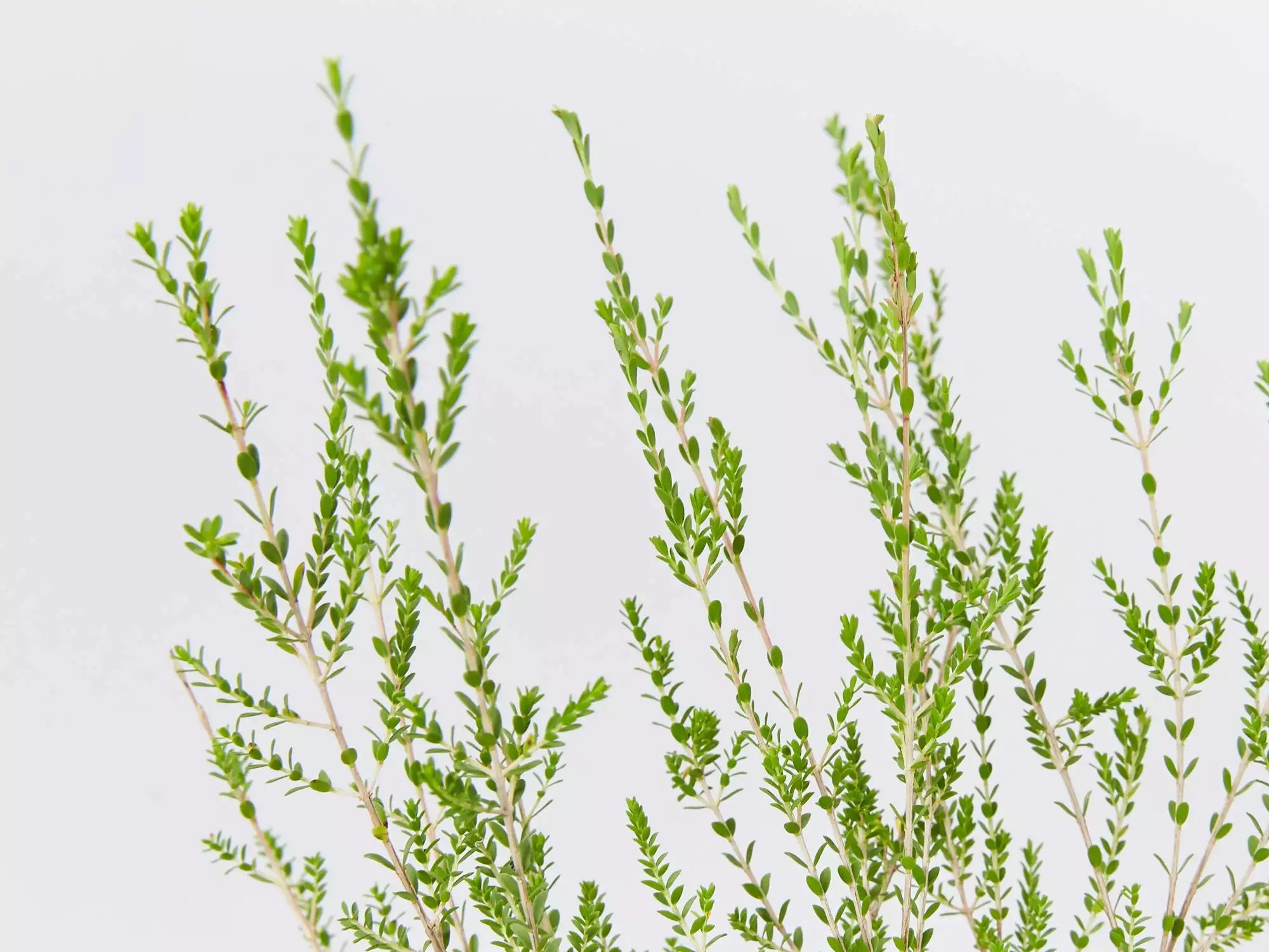 Thryptomene Saxicola F.C. Payne 8 Thryptomene Saxicola F.C. Payne - Image 6