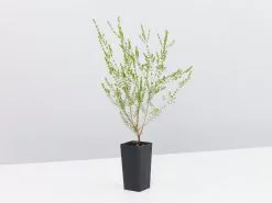 Thryptomene Saxicola F.C. Payne 12 Thryptomene Saxicola F.C. Payne -Plants in a Box Sales Shop ThryptomeneFCPayne single ae7baaa6 c1c5 4c5d 848c 31e69185cf53