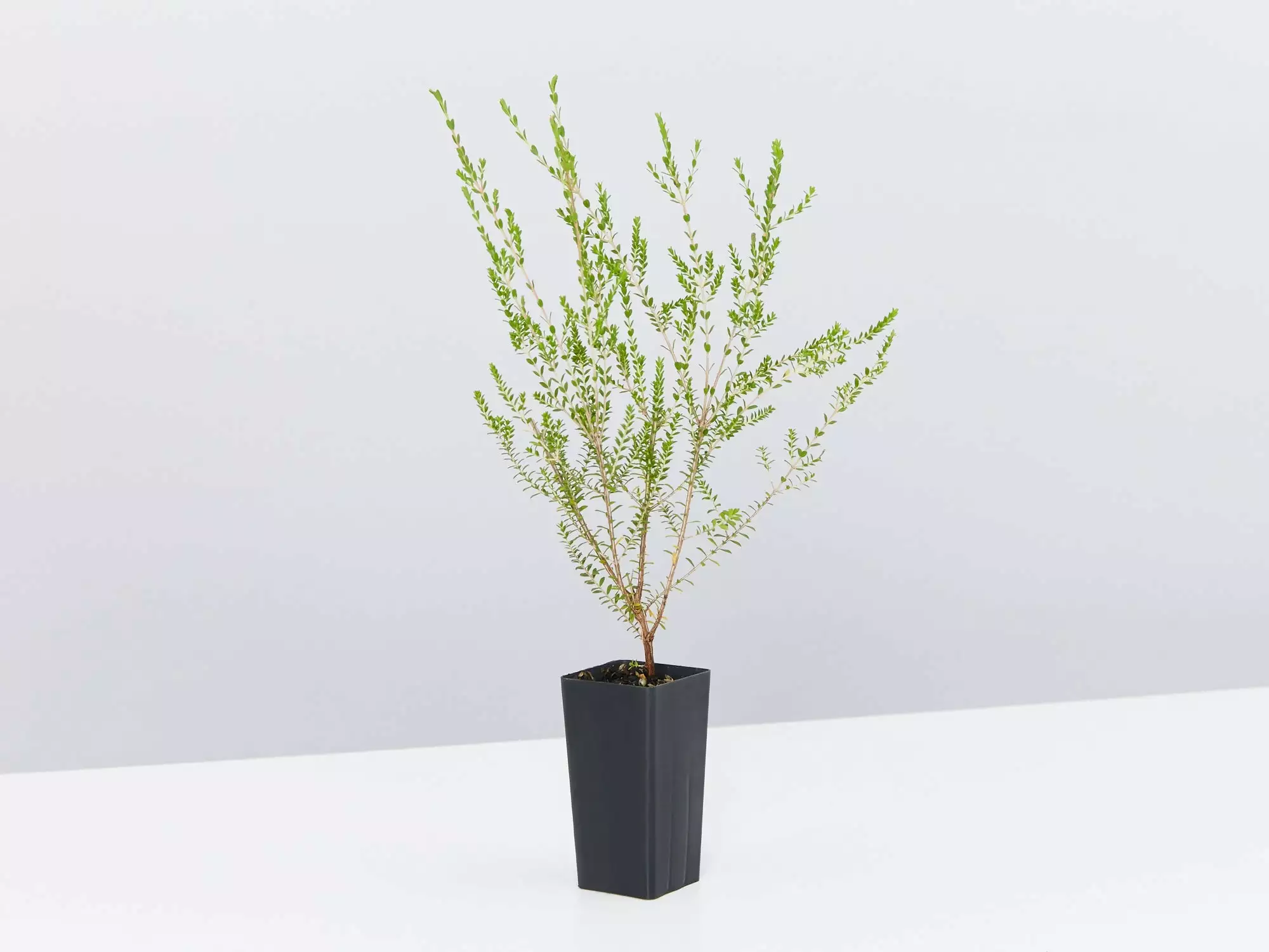 Thryptomene Saxicola F.C. Payne 6 Thryptomene Saxicola F.C. Payne - Image 4