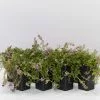 Creeping Thyme -Thymus Praecox 1 Creeping Thyme -Thymus Praecox -Plants in a Box Sales Shop ThymusPraecoxCreepingThyme 8plants 7d9f0f7c cf7b 4599 b869 664177e382aa
