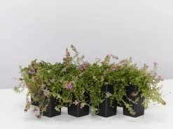 Creeping Thyme -Thymus Praecox