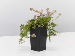 Creeping Thyme -Thymus Praecox -Plants in a Box Sales Shop ThymusPraecoxCreepingThyme single 97150e44 e2d0 4cc3 9f17 4184d500a4a6