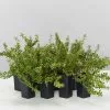 Thymus X Citriodorus Variegated Lemon Thyme -Plants in a Box Sales Shop ThymusXCitriodorusVariegatedLemonThyme 8plants 91186ce2 e052 41c6 9ad6 b6bf1efb29df